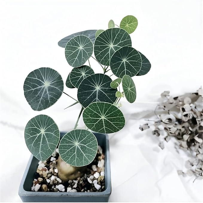 Caudexo™️Stephania Erecta Plant (Pack of 2)
